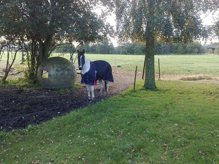 Hollandsk Sportspony Winnetou(SOLGT :D) - Winnetou i Lov billede 8