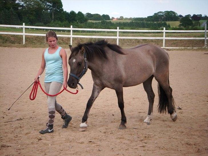 Anden særlig race Skovbjerggaards Astucia - Træninglejr Blue berry hill 2010 :D Skridt billede 5