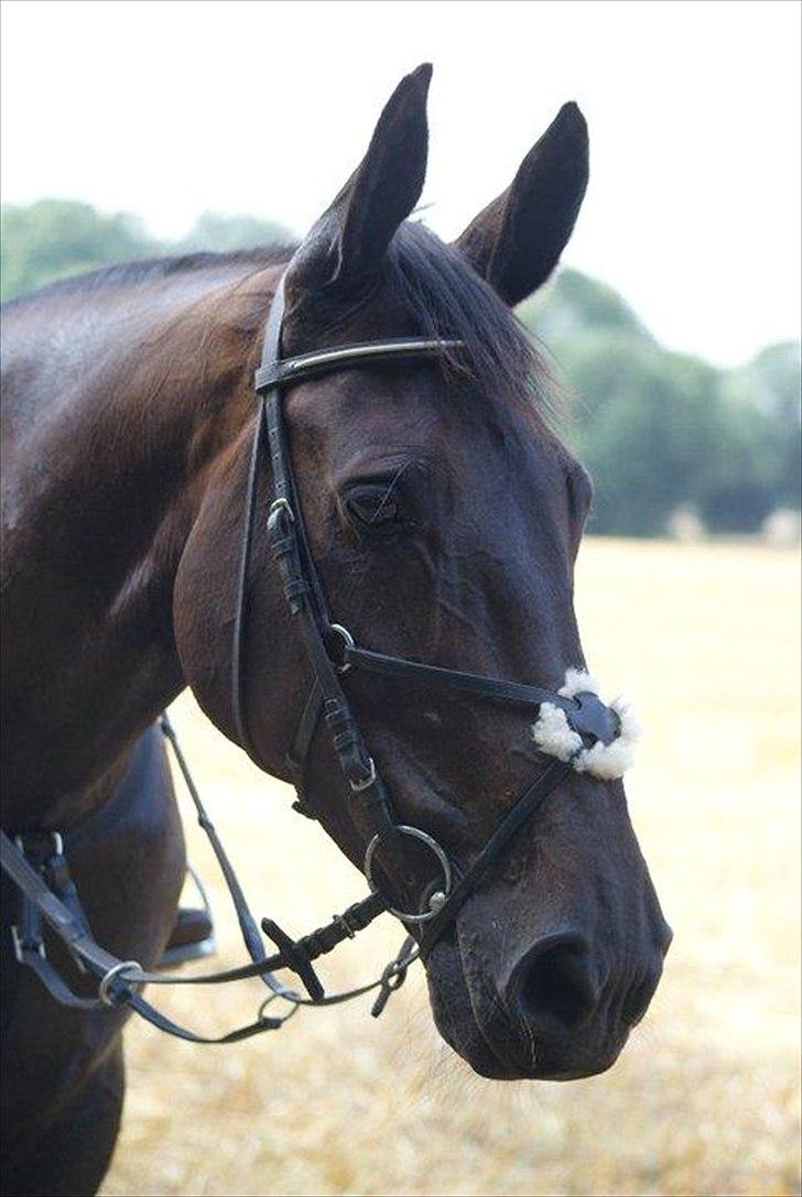 Holstener Aluett/Tulle - Hendes smukke hoved :) billede 3