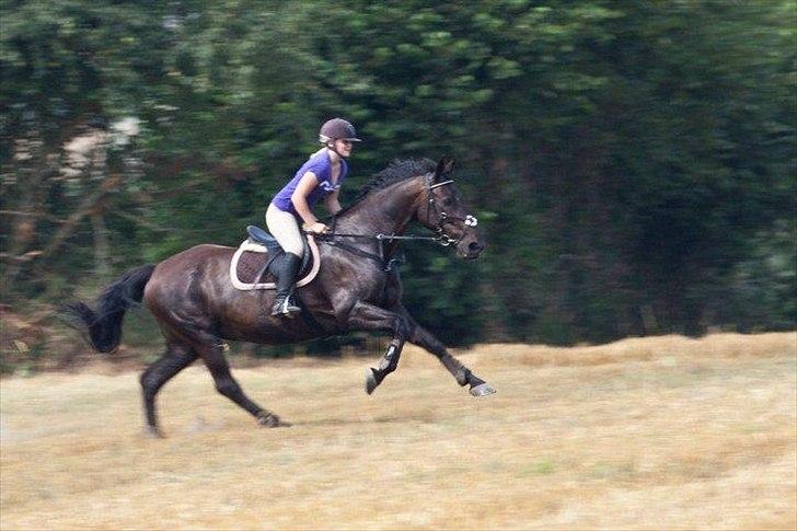 Holstener Aluett/Tulle - Jorde tur! billede 5