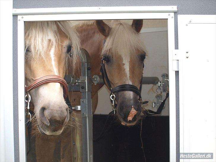 Haflinger Fanni billede 19