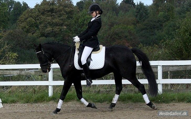 Anden særlig race Whesley - Stævnebillede - Klubmesterskab. Billede er taget af: Brine - Team Gadehøj = D billede 18