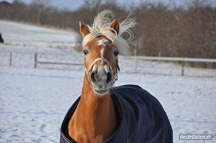 Haflinger Fanni - utrolig lækkkerr!!!! :D  billede 20