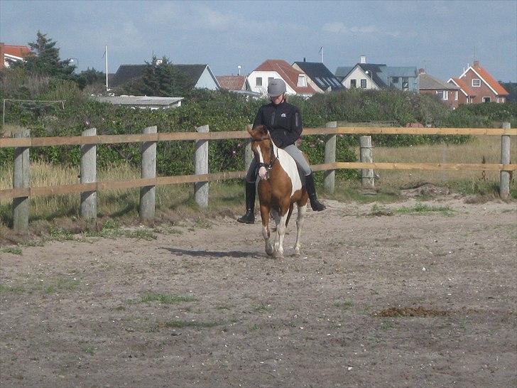 Anden særlig race Pepsi billede 2