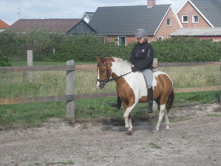 Anden særlig race Pepsi billede 3