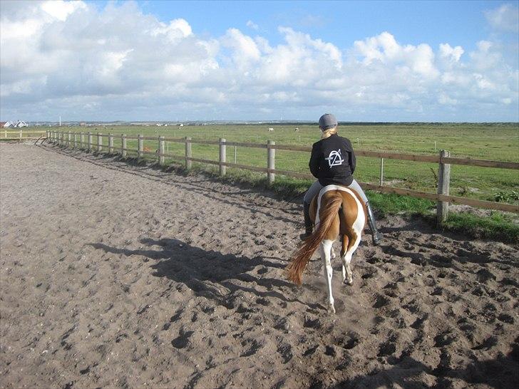 Anden særlig race Pepsi billede 4