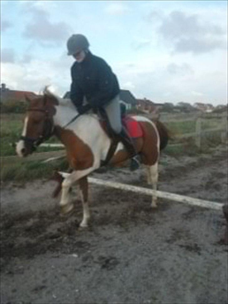 Anden særlig race Pepsi billede 5