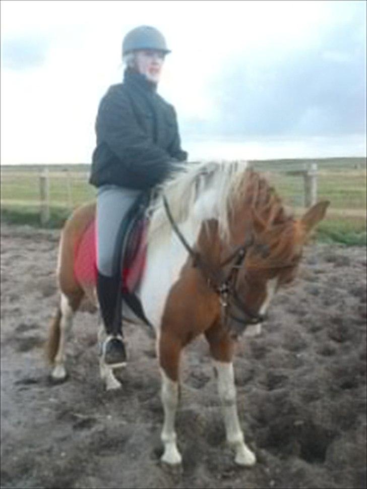 Anden særlig race Pepsi billede 6