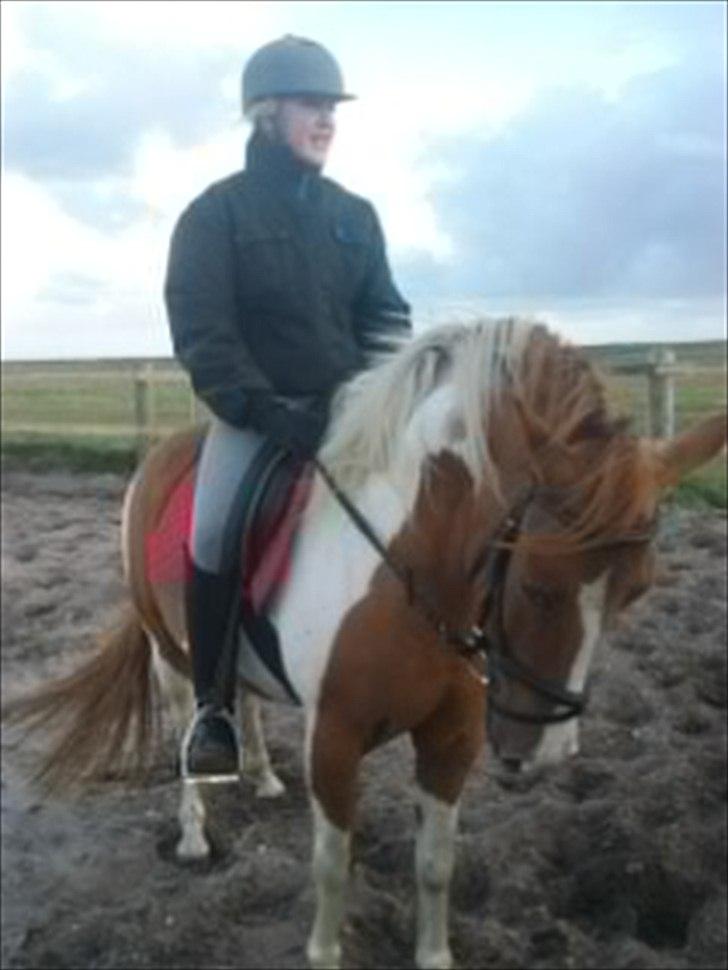 Anden særlig race Pepsi billede 7