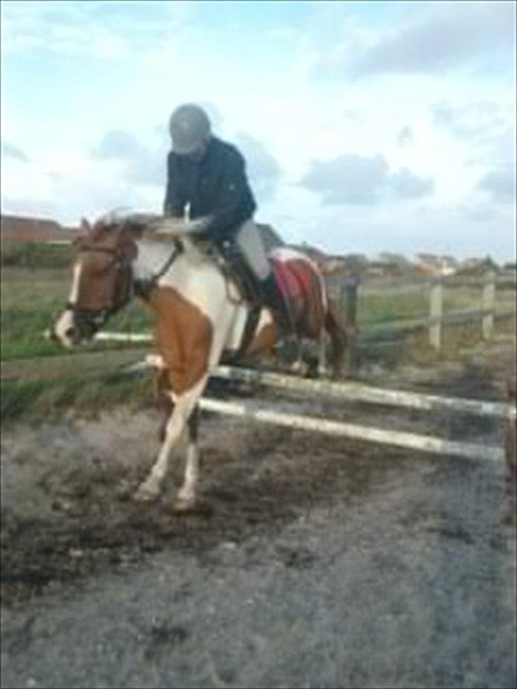 Anden særlig race Pepsi billede 8