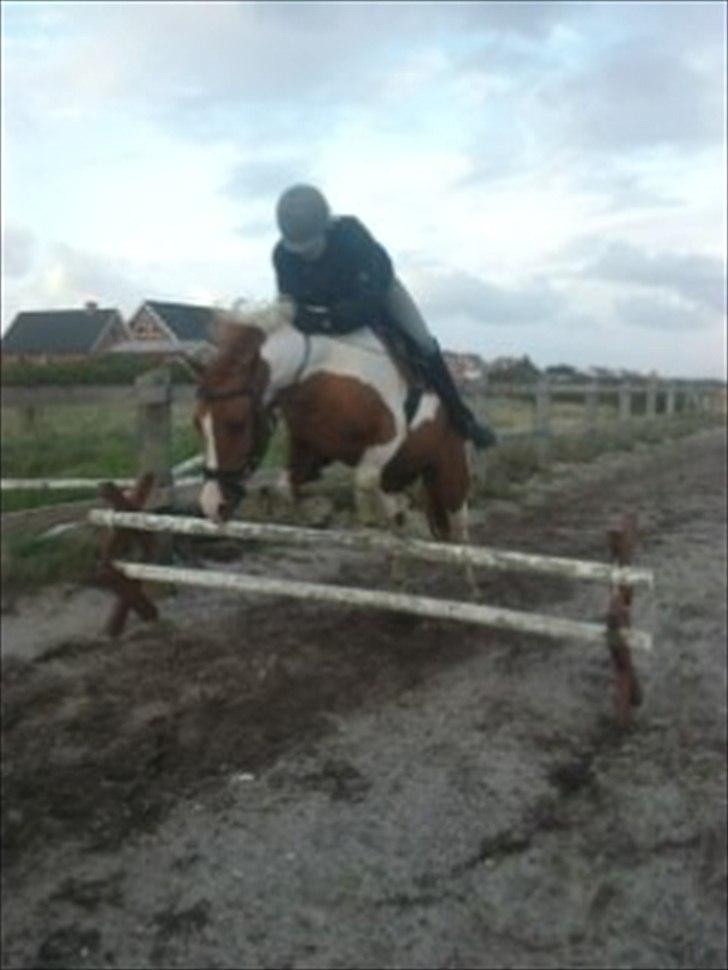 Anden særlig race Pepsi billede 9