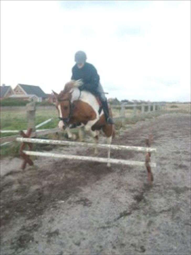 Anden særlig race Pepsi billede 10