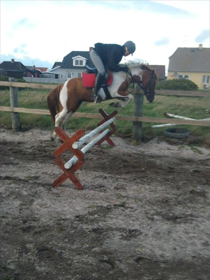 Anden særlig race Pepsi billede 11