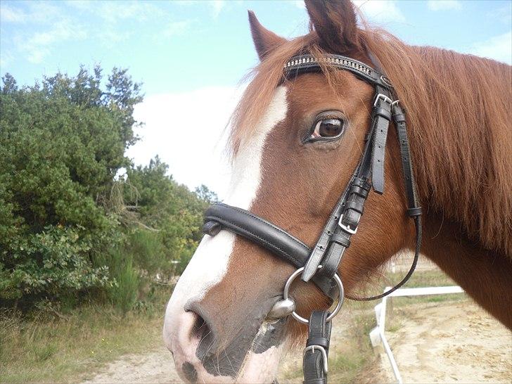 Anden særlig race Stella  billede 8