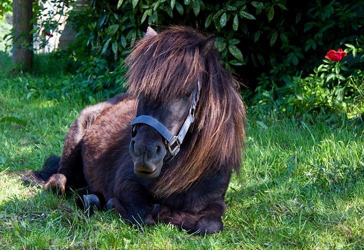 Shetlænder Mia-Bella - Hygge hygge  ingen børn hjemme så kan jeg da slappe af :-D billede 1
