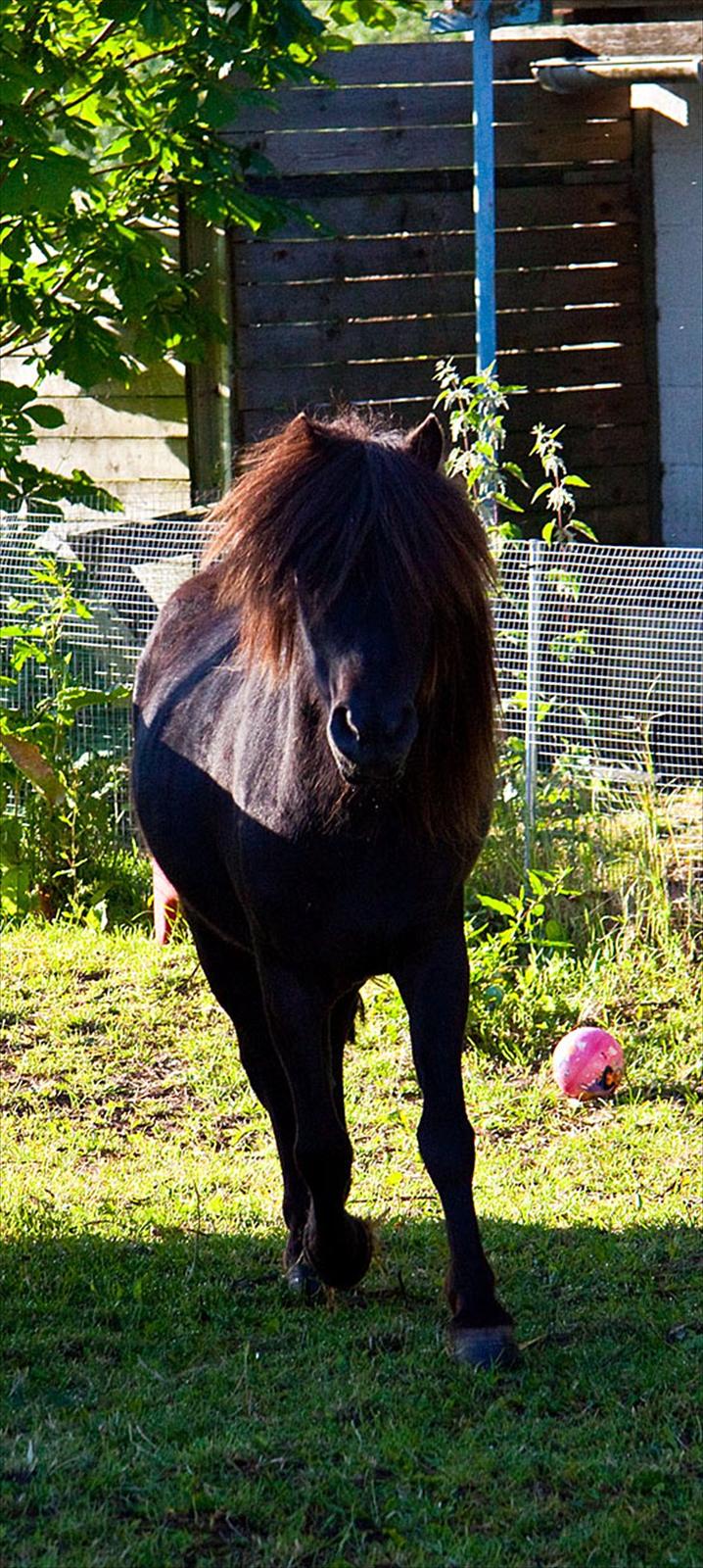 Shetlænder Mia-Bella - Kommer de med noget godt til mig, jeg må lige se :-D billede 2