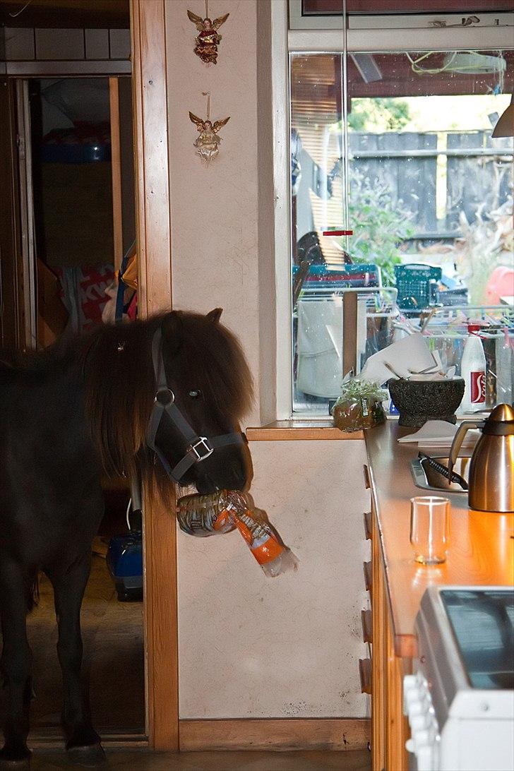 Shetlænder Mia-Bella - Dejligt de lader brødet stå hvor jeg kan få fat i det :-D billede 4