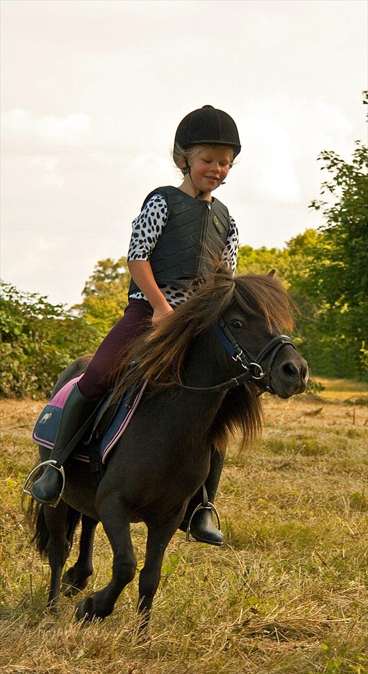 Shetlænder Mia-Bella - Mon snart huner færdig jeg giiiider ikke mere... billede 5