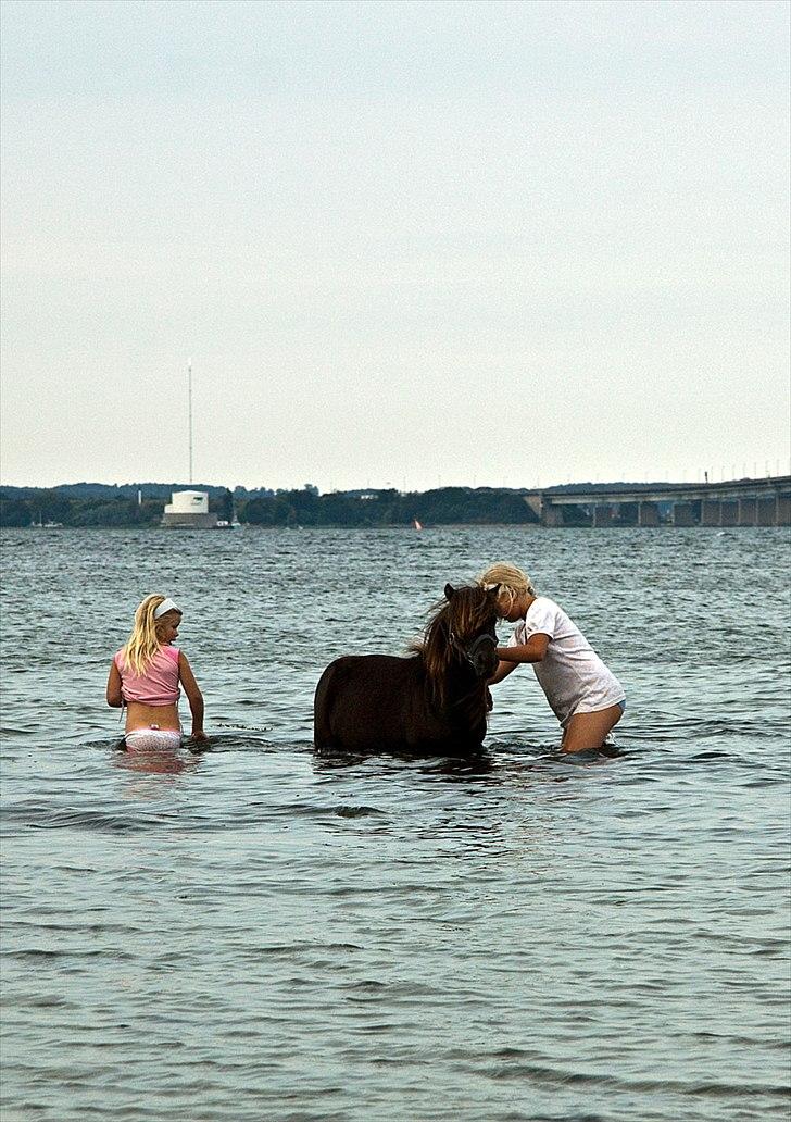 Shetlænder Mia-Bella - Bade er der noget bedre?? billede 6