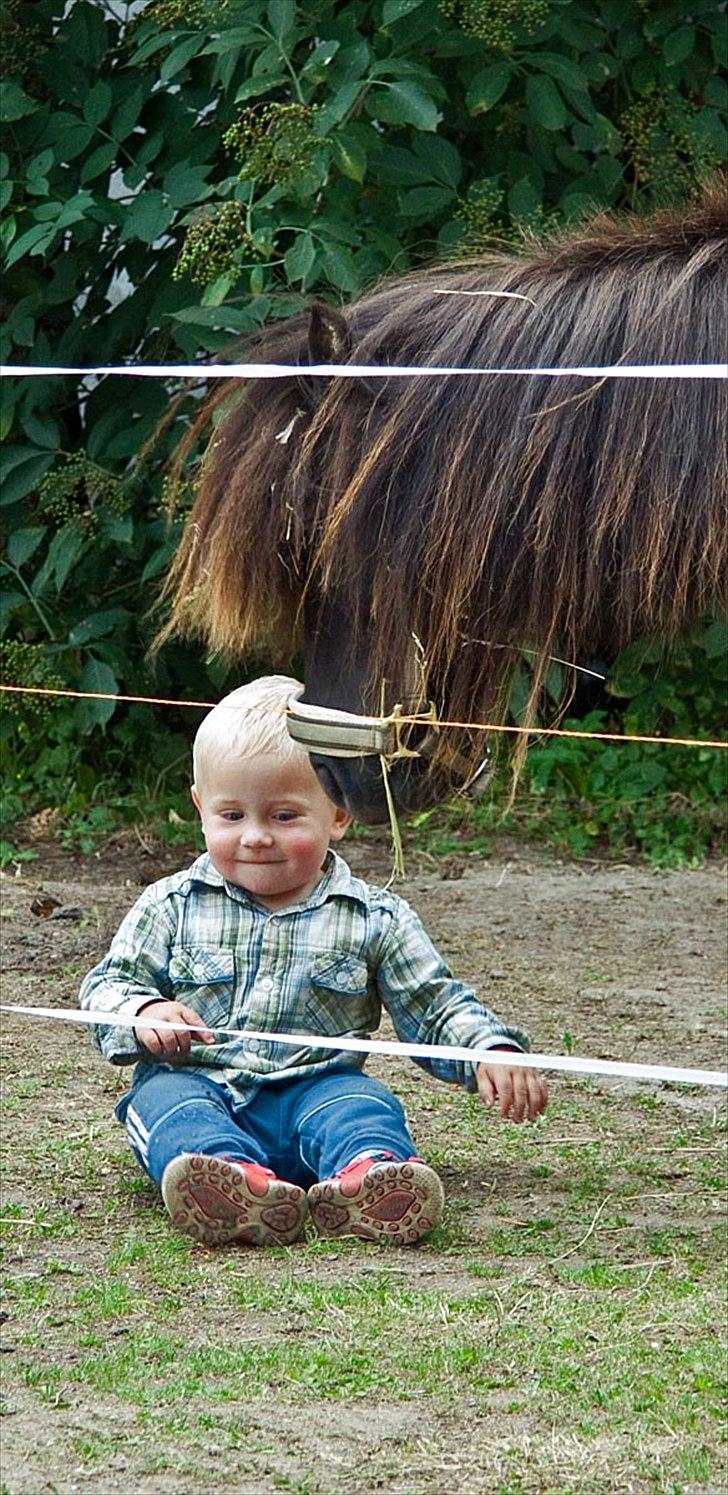 Shetlænder Mia-Bella - Mon han kan spises?? billede 7