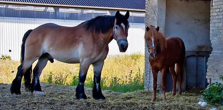 Islænder Baldur Petit - Jeg blev så lille da Møffe kom :-S billede 18
