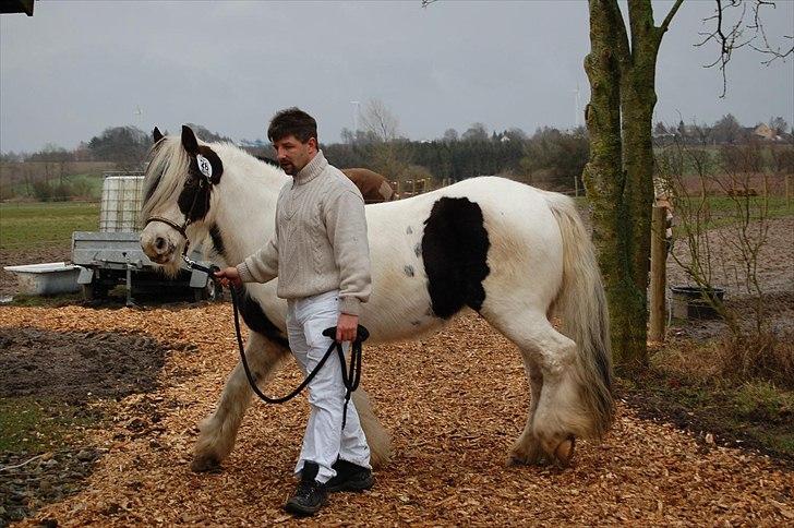 Irish Cob Aicia - Min mand som holder Aicia til hendes første kåring han er ikke så stolt ved dette, men han klarede det flot billede 14