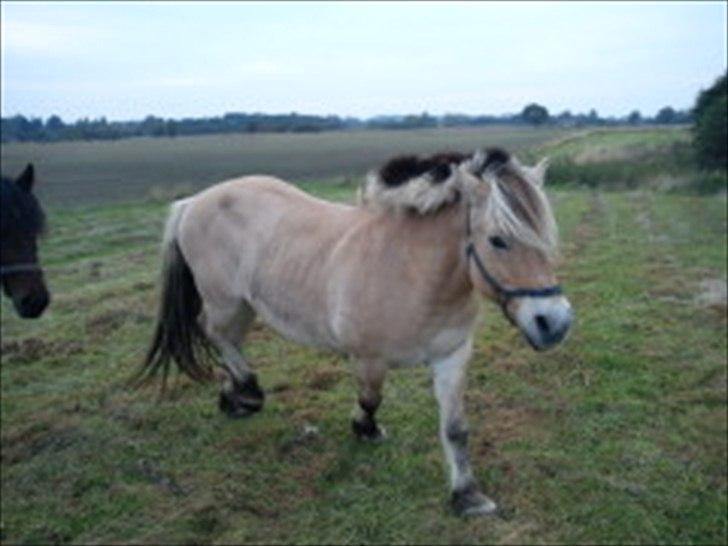 Fjordhest Gismo solgt billede 1