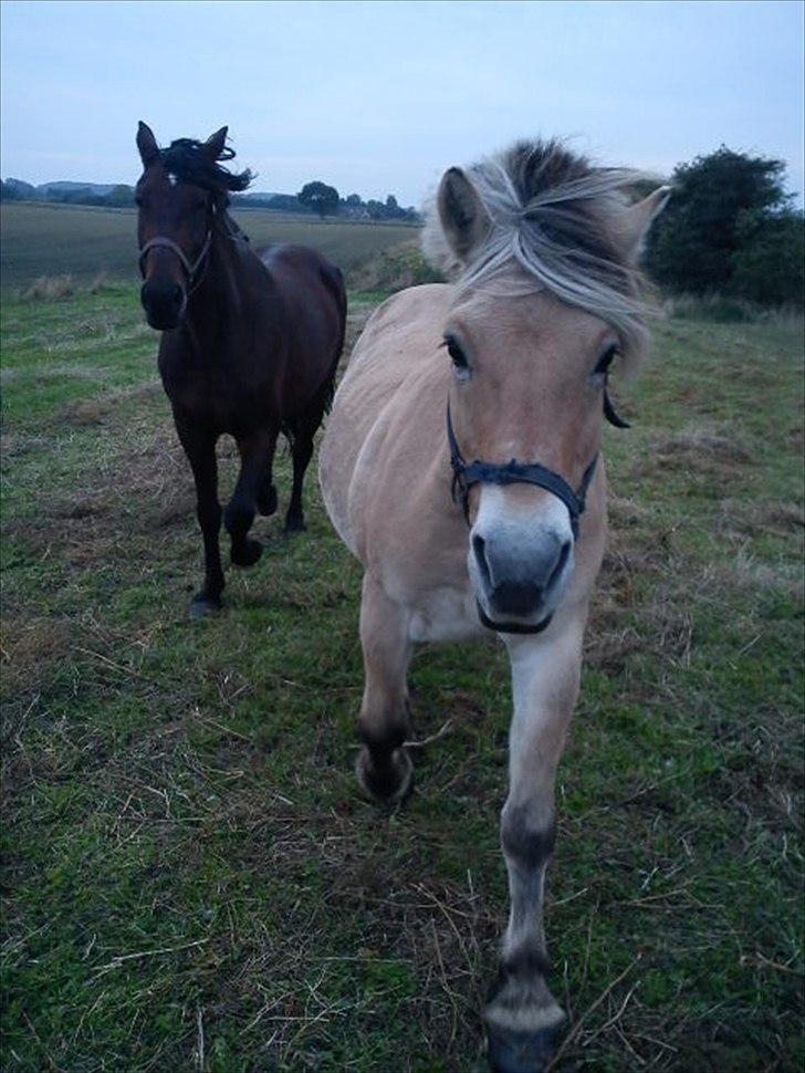 Fjordhest Gismo solgt billede 2