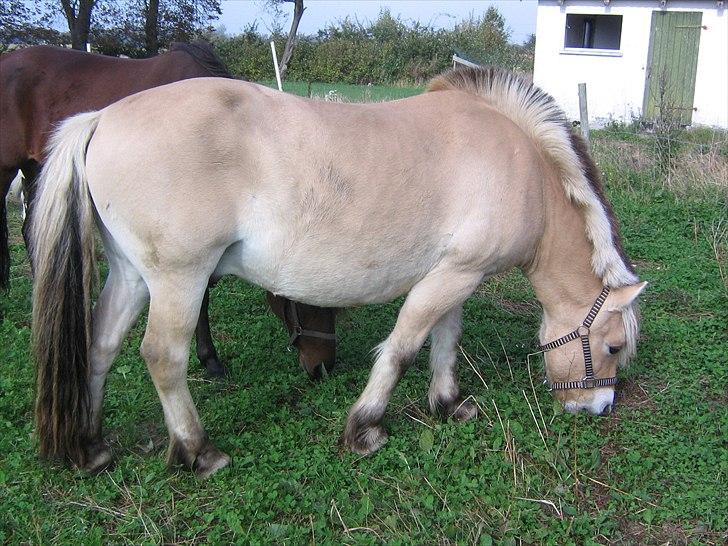 Fjordhest Gismo solgt billede 3