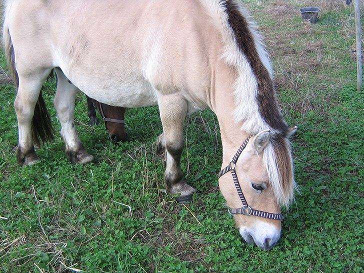 Fjordhest Gismo solgt billede 4