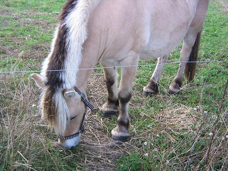 Fjordhest Gismo solgt billede 5