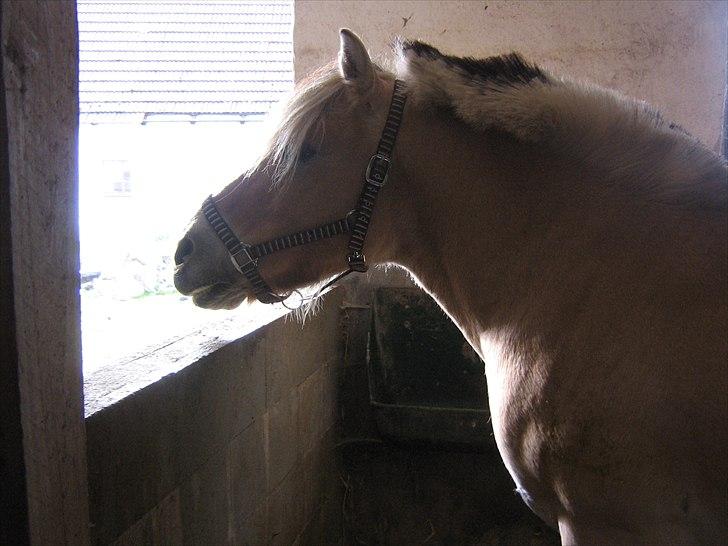 Fjordhest Gismo solgt billede 6