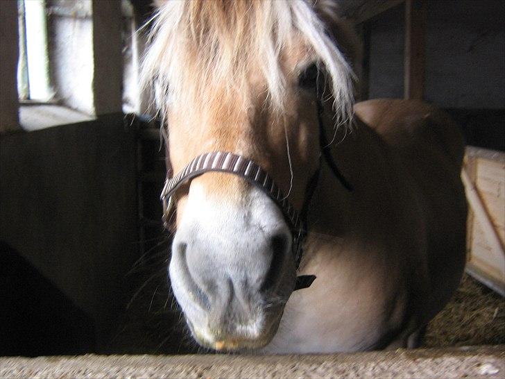 Fjordhest Gismo solgt billede 7