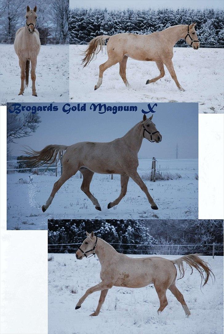 Palomino Gold Magnum X *SOLGT* - Magnum i sneen. 26/12/10 billede 20