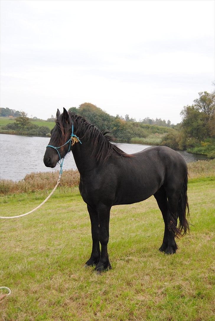 Frieser Chavel - Mette og Cheval. Foto: Cille M billede 16