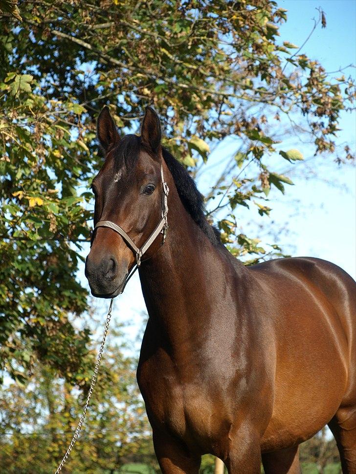 Oldenborg Etman's Cinzano Classico billede 1