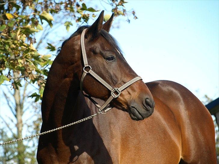 Oldenborg Etman's Cinzano Classico billede 3