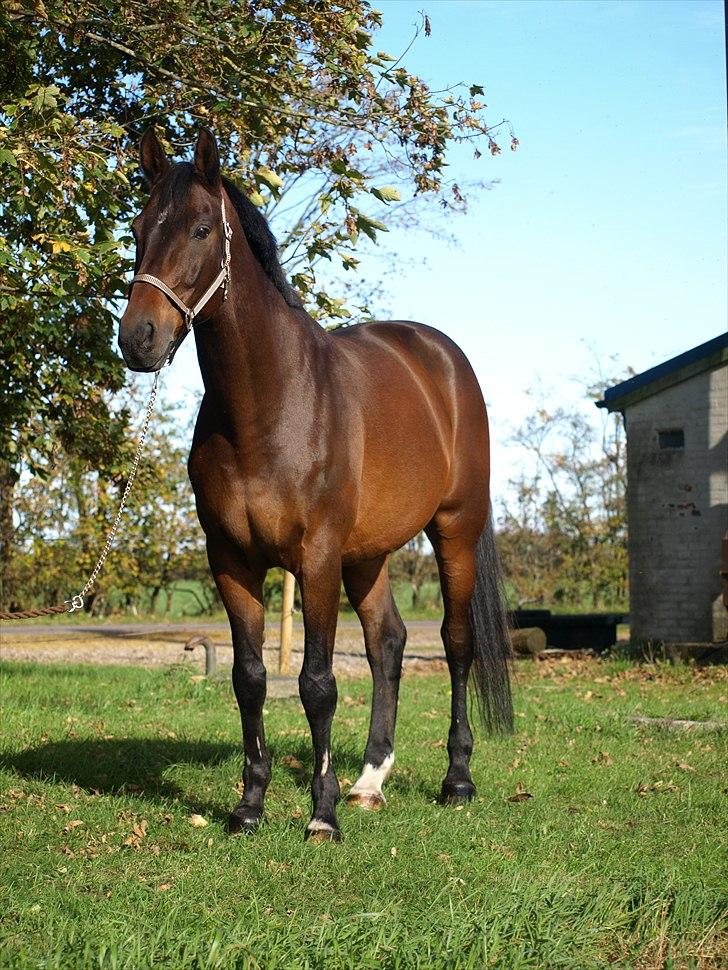 Oldenborg Etman's Cinzano Classico billede 4