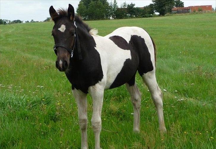 Anden særlig race Brogaardens Corina  billede 10