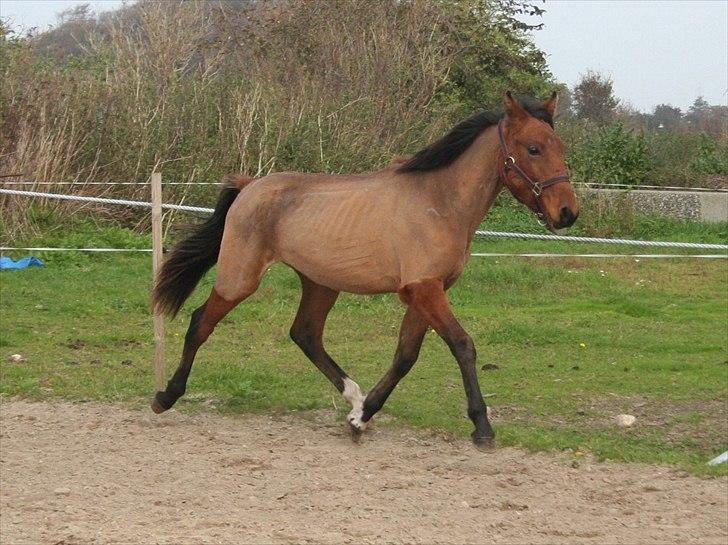 Anden særlig race Magic Fever billede 16