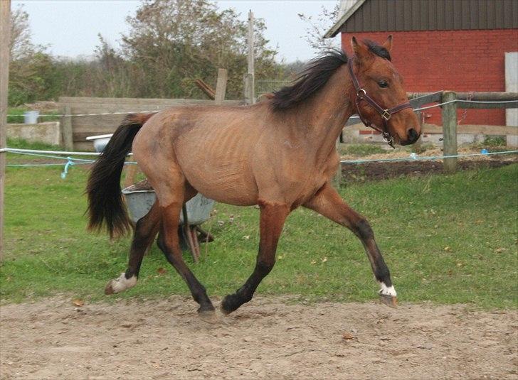 Anden særlig race Magic Fever billede 17