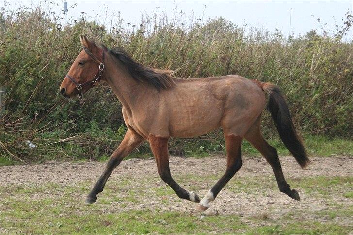 Anden særlig race Magic Fever billede 18