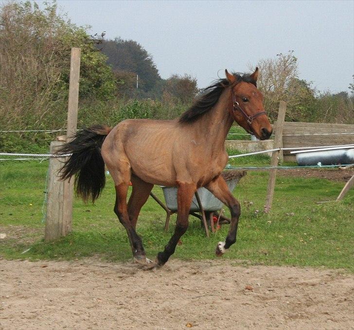 Anden særlig race Magic Fever billede 19