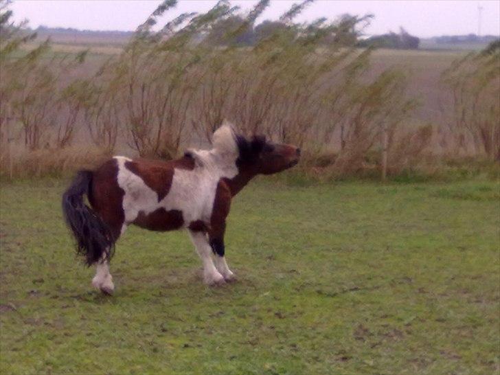 Anden særlig race Boddy l SOLGT billede 6
