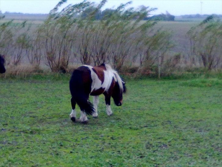 Anden særlig race Boddy l SOLGT billede 7