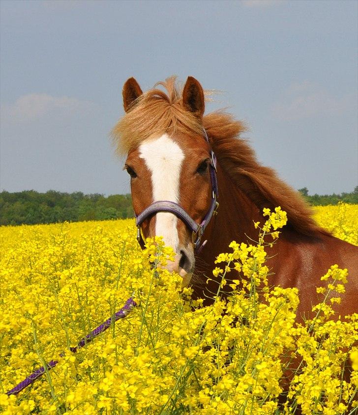 New Forest Kjølens  Fanfare *B-pony* *SOLGT* - Velkommen til Fanfares profil(:  billede 1