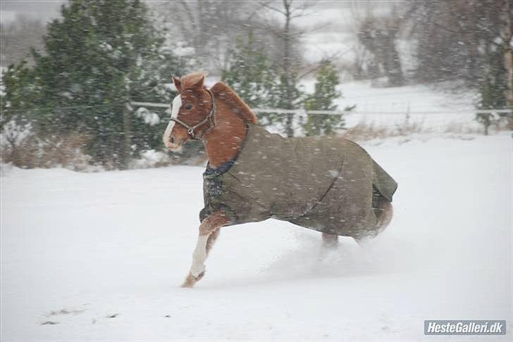 New Forest Kjølens  Fanfare *B-pony* *SOLGT* - Fanfare fjoller i sneen. Vinter 2009 billede 5