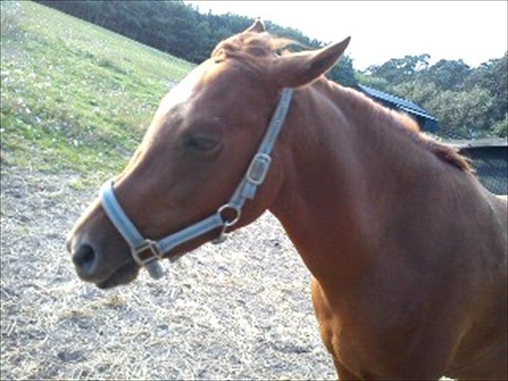Arabisk fuldblod (OX) Ghazal Al Bahir OX - Din sure skid:) billede 1