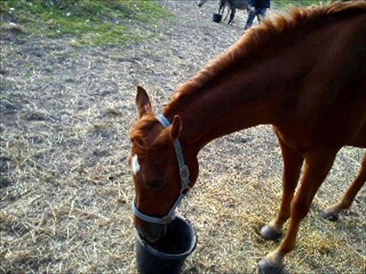 Arabisk fuldblod (OX) Ghazal Al Bahir OX - Har ikke tid spiser!!!! billede 2