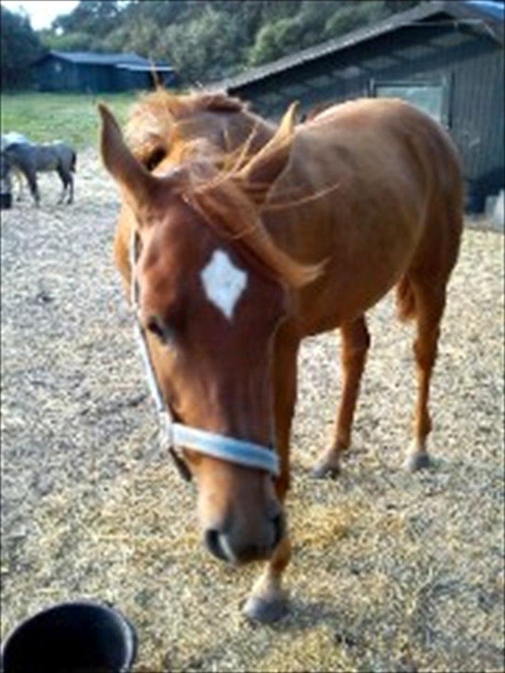Arabisk fuldblod (OX) Ghazal Al Bahir OX - Arrgh du tag jo billeder:o billede 3